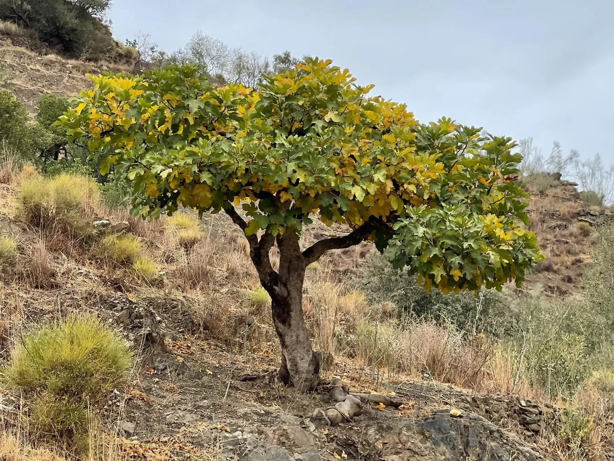 Casa Del Limon Διαμέρισμα Canillas de Aceituno